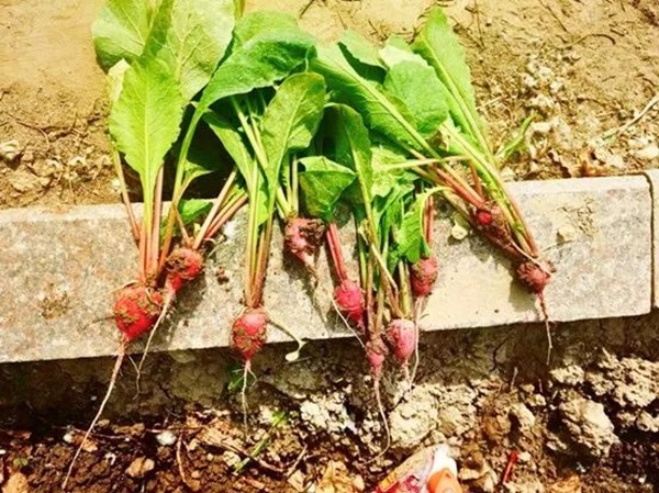 米乐mile官方网站||管理学院||以劳育人树新风 筑梦青春共成长