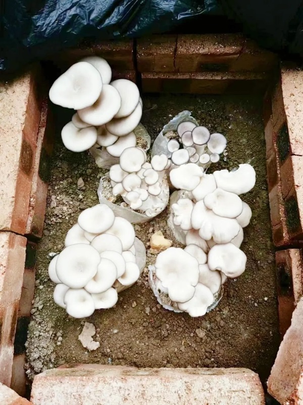 米乐mile官方网站||管理学院||以劳育人树新风 筑梦青春共成长