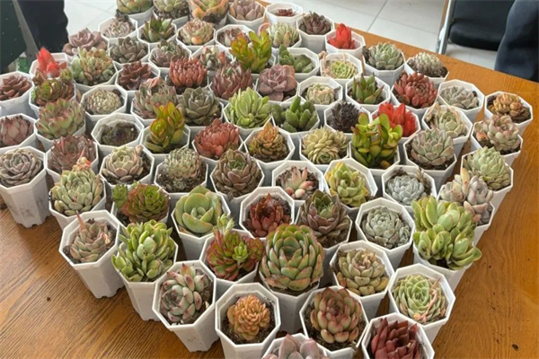 康复医学院开展“播种绿色希望，共建美丽校园”植树节主题活动