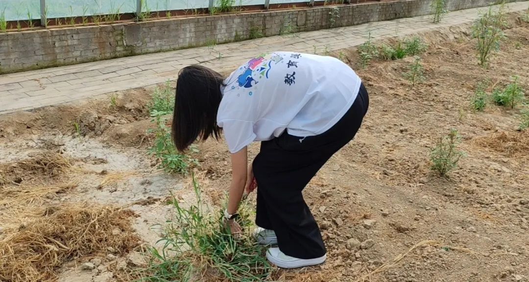 暑期社会活动实践（二）：保定市满城漕河沐阳农业生态园授牌活动