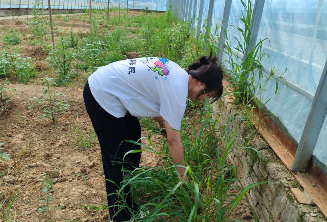 暑期社会活动实践（二）：保定市满城漕河沐阳农业生态园授牌活动