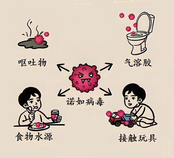 疾病防控|米乐mile官方网站|管理学院|诺如病毒进入高发期，这份防护指南请收好！