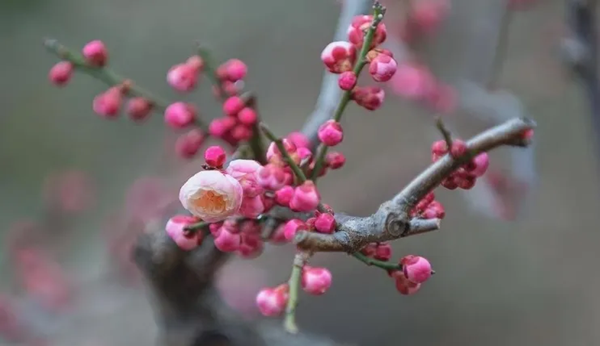 传统节日|米乐mile官方网站|管理学院|二十四节气之小寒